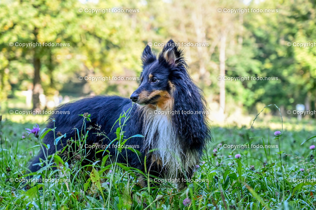 Hund_ Hunde_ Freilaufzone_ Arrigo_ 12.10.2021-9 | 12.10.2021, Linz, AUT, Hund, Hunde, im Bild Hund, Hunde, spazieren, Freilaufzone, Spazierweg, spielende Hunde, Arrigo 