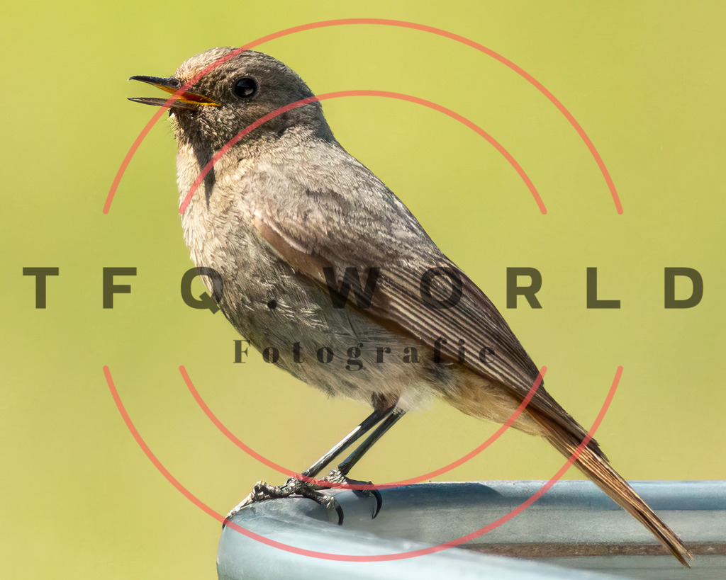 A62A8555-Bearbeitet | tfq - Realisiert mit Pictrs.com