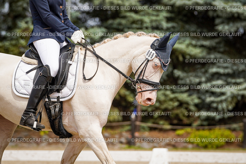 DSC04400 | Pferdegrafie