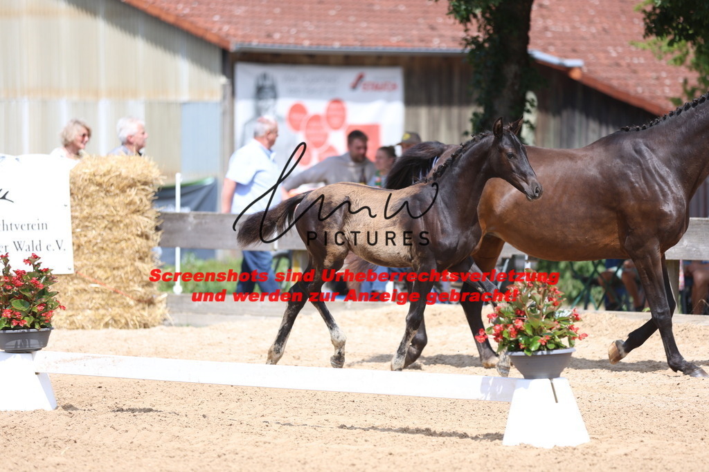 Fohlenschau_Schwäbisch_Hall_dressurbetonte_Fohlen_KN 10_13 | lmwpictures - Realisiert mit Pictrs.com