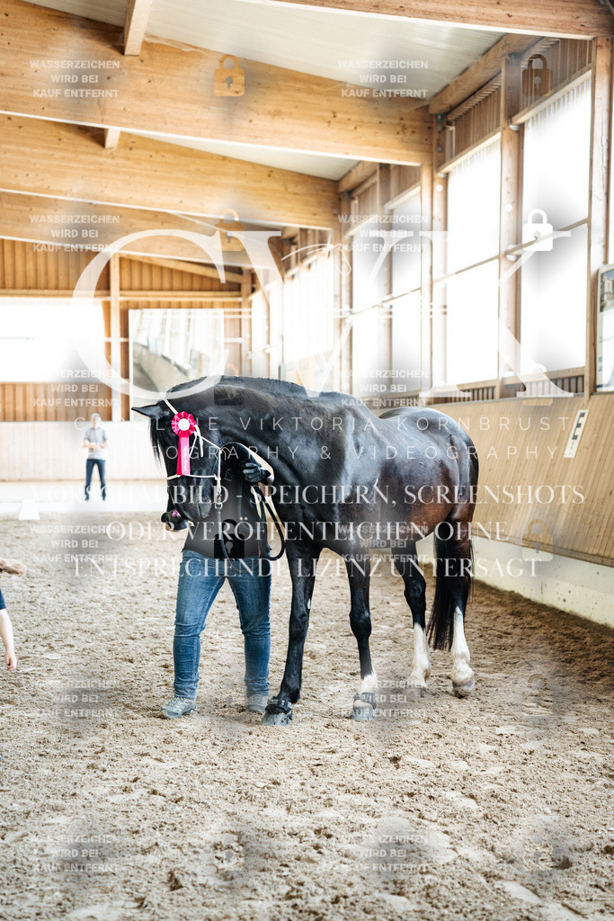 CK703268 | Turnierfotografie Pferdefotografie Trier Rheinland-Pfalz Pferdesport Reitsport Tierfotografie Sportfotografie Pferdevideo Pferdevideografie Equestrianvideography equestrianphotography  - Realized with Pictrs.com