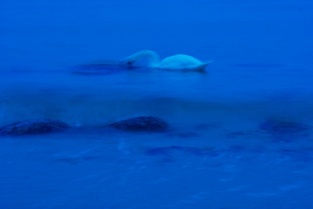 Schwan im Wasser | Deutschland - October 11, 2007: Schwan im Wasser. - Realisiert mit Pictrs.com