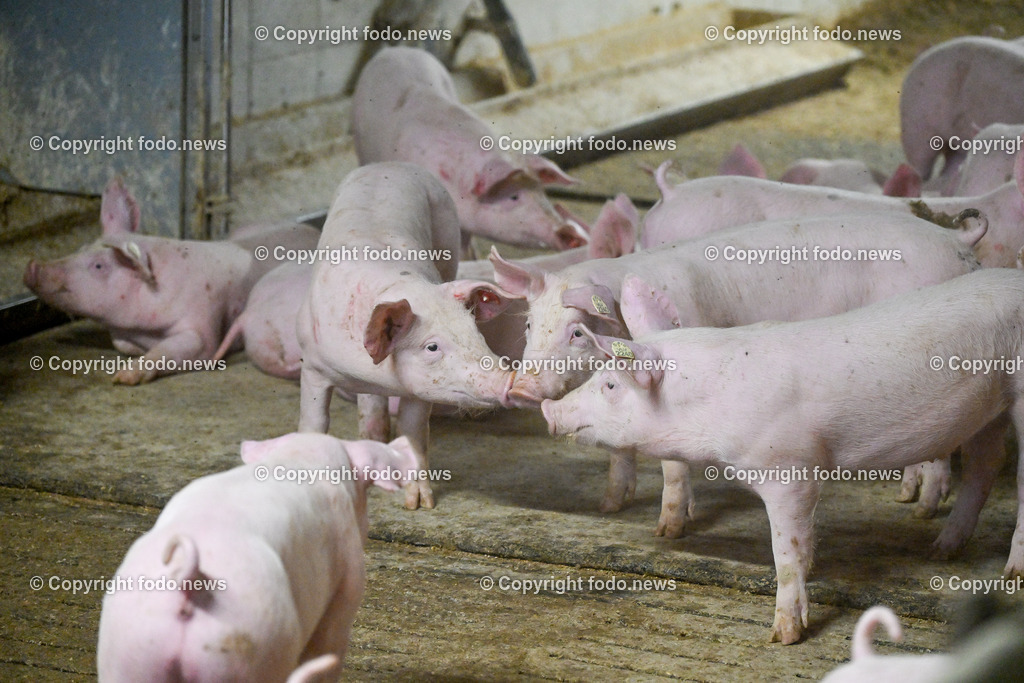 Landwirtschaft_ Schweinebauer_ 07.02.2024-28 | 07.02.2024, Obernberg am Inn, AUT, Landwirtschaft, Schweinebauer, im Bild Schweine, Schweinestall, Aufzucht, Stall, Boden, Spaltboden, Hausschwein, Mastschwein, Schweinemastbetrieb, Mast, maesten, Stallhaltung, Tiere, Saeugetiere, Nutztiere, Schweineproduktion, Fleisch, Produktion