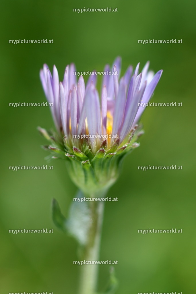 Alpenaster-005 | Das Bilderarchiv über Tiere, Planzen und Landschaften. In der Bilddatenbank finden Sie ein große Auswahl an hochwertigen Bilder für Ihre Werbung - Realized with Pictrs.com