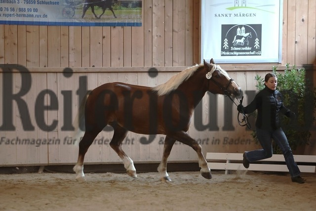 Sankt-Märgen_2026_Schwarzwälder_Stutenprämierung_KN_49_LS Polly (2) | Alle Fotos der Reiterjournal Fotografin Doris Matthaes im Reiterjournal Online-Fotoshop. - Realisiert mit Pictrs.com