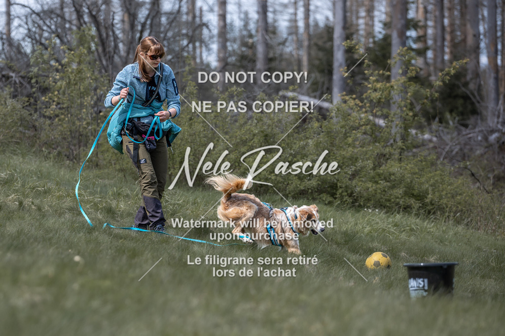 6Z1A1046 | nelerasche