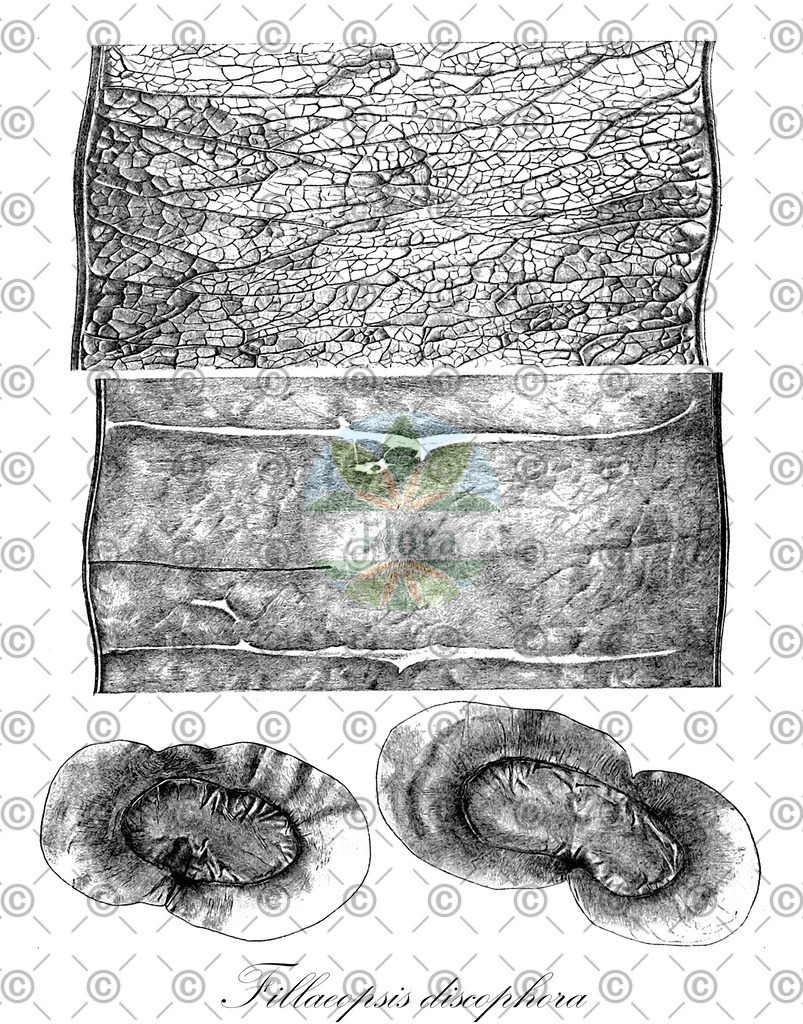 HistAbb_EMP_46763_7_FloraD_Simple | Historische Abbildung von Fillaeopsis discophora - Fabaceae | Historical Illustration of Fillaeopsis discophora - Fabaceae