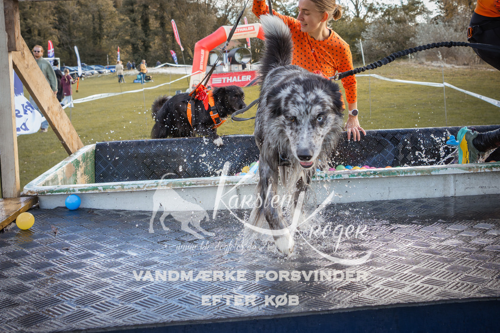 1318_ZZ90137-2 | kk-dogfotos