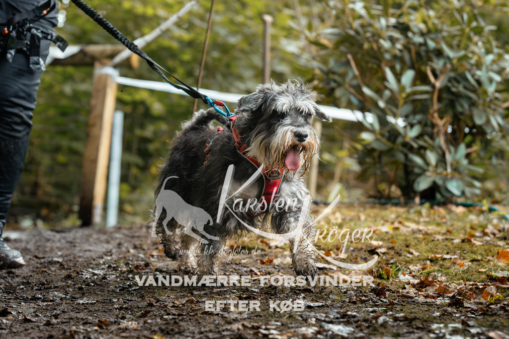 1435DZ6_3041Z6 | kk-dogfotos