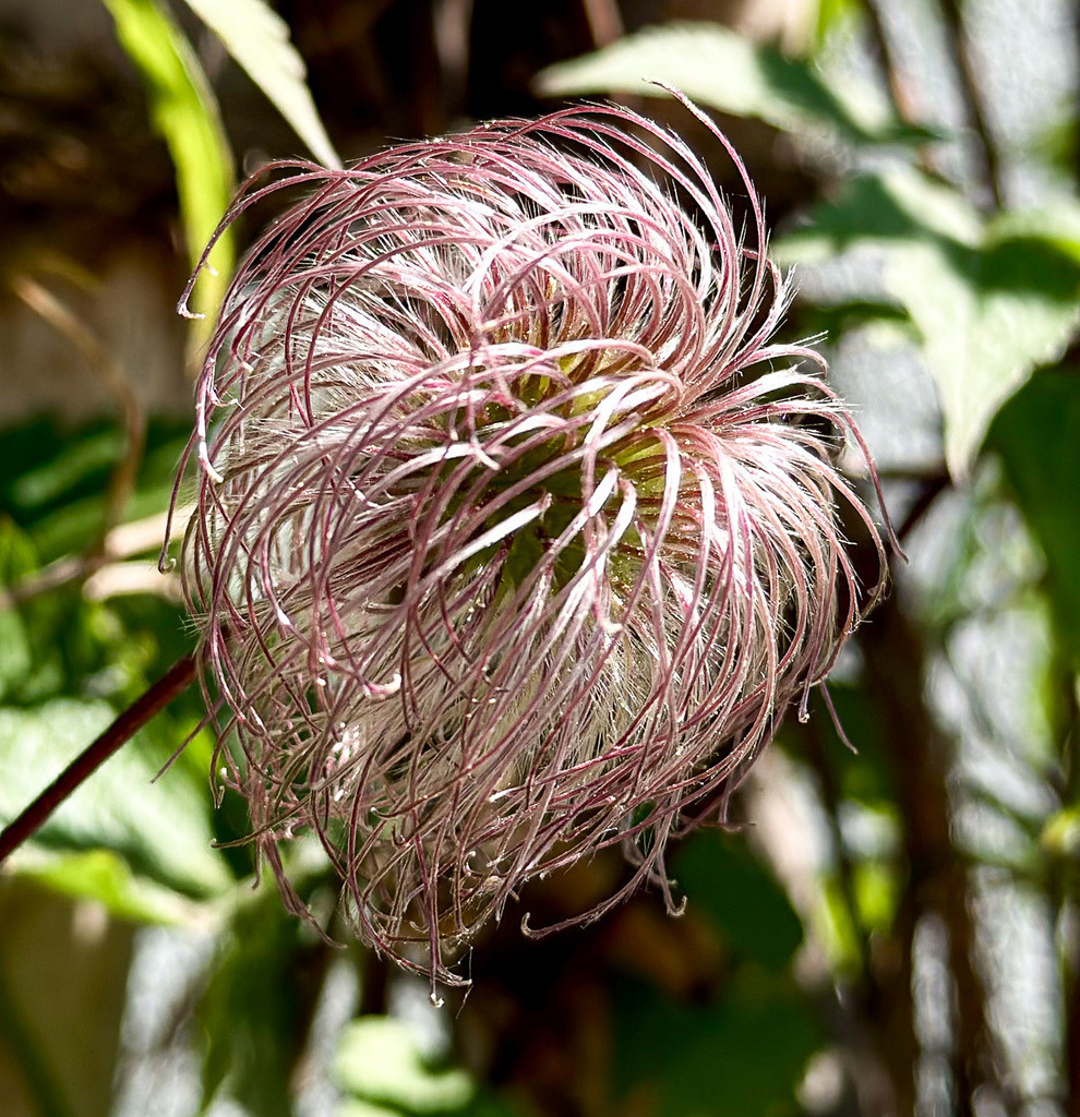 Wild Clematis Seed Head | Abstract botanical close-up of a wild clematis seed head with delicate spiral textures and organic natural patterns.Discover more artistic macro photography and unusual botanical details in the full gallery - Realisiert mit Pictrs.com
