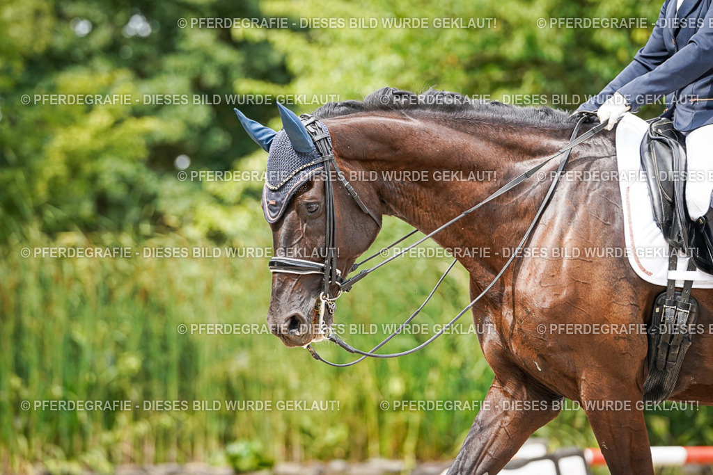 DSC05511 | Pferdegrafie