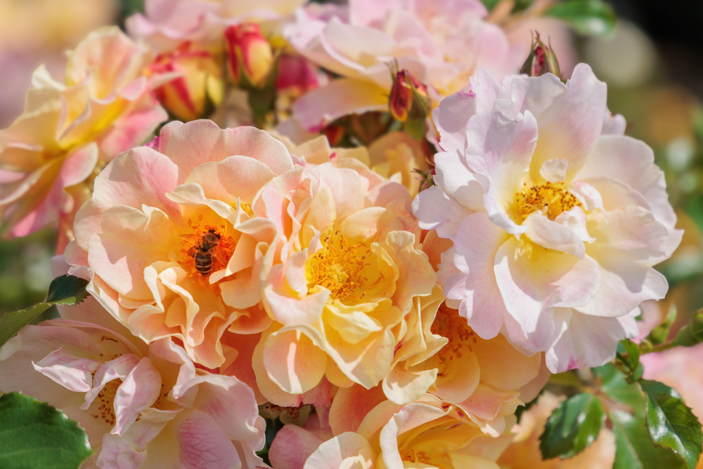 Wandbild: Zartrosa Rosen und eine fleißige Biene | Ein bezauberndes Naturmotiv, das die Schönheit und Lebendigkeit des Sommers einfängt: Zarte Rosen in Rosé-, Pfirsich- und Weißtönen blühen in voller Pracht, während eine Biene emsig Nektar sammelt. Dieses Wandbild verbindet florale Eleganz mit einem Hauch von Natürlichkeit und Lebendigkeit – ideal für Wohnzimmer, Küche oder Gartenhaus.