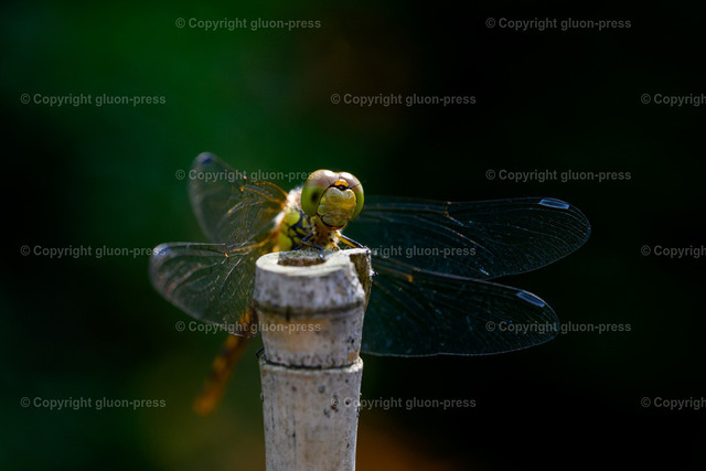 Foto-1036299-DE-Libelle-shop-max | gluon-press - Realisiert mit Pictrs.com
