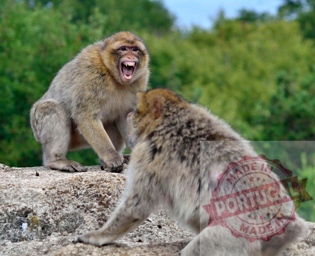 Barbary macaque showing teeth and defending territory from another macaque | Barbary macaques interacting in their natural environment, showing dominance and territorial behavior - Realized with Pictrs.com