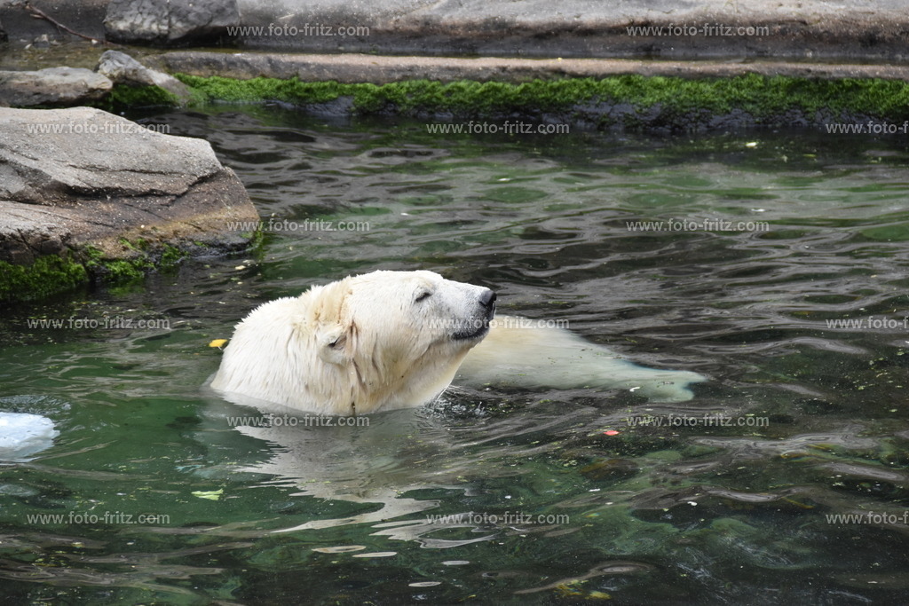 JUN_5927 | www.foto-fritz.com - Realisiert mit Pictrs.com