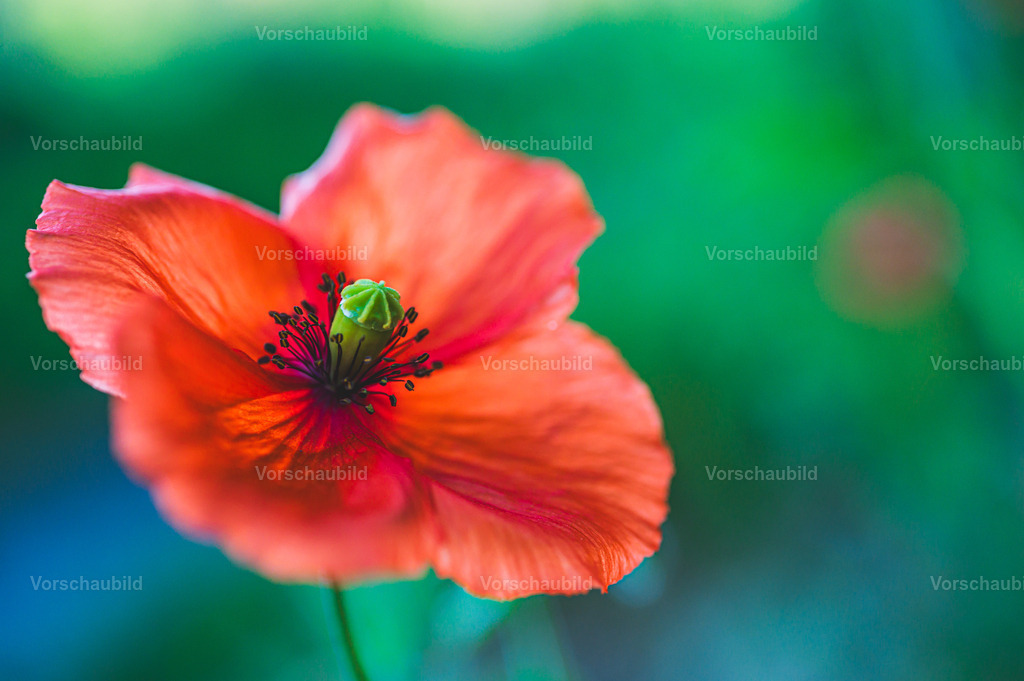 Fotoatelier Christian Hofmeister | Stadtlandschaften, sowie Makro-, Landschafts-, Natur- und Schwarzweißfotos aus der Region Celle & Umgebung