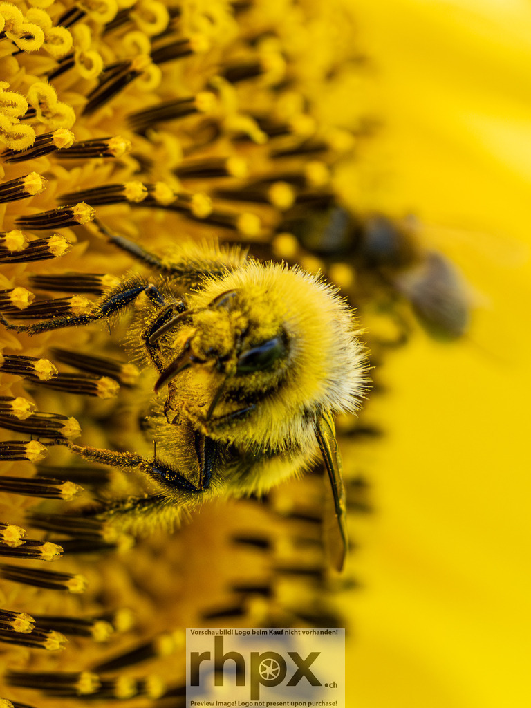 Fleissige Biene auf Sonnenblume | Leben. Fleiss. Natur.
Eine detailreiche Makroaufnahme fängt den Moment ein, in dem eine Biene inmitten goldgelber Röhrenblüten Pollen sammelt. Das Zusammenspiel von lebendiger Natur und der faszinierenden Struktur der Sonnenblume unterstreicht die Bedeutung der kleinsten Helfer in unserem Ökosystem.
Wähle unter "Produktauswahl" dein Wunschformat: Vom klassischen Wandbild über Puzzle &amp; Tassen bis zum digitalen Download (z.B. als Handy-Hintergrund).
 - Realisiert mit Pictrs.com
