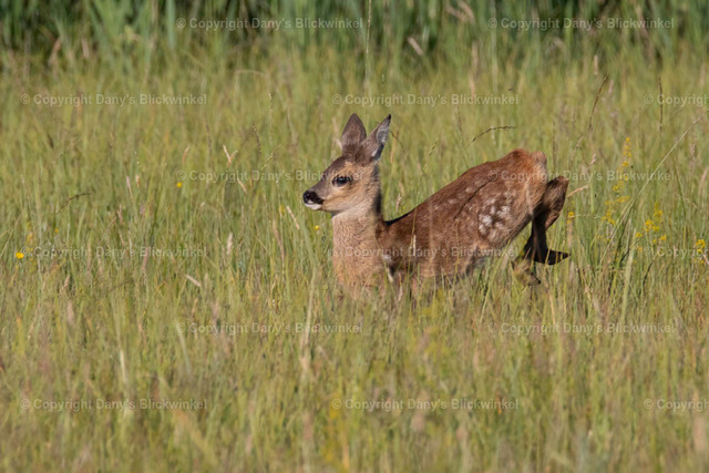 20173 | Tierfotografie, Tierkalender, Tierbilder, Insekten, Spinnen, Vögel, Schmetterling, Libellen, Leinwand, Colorkey, Qualität, Geschenkartikel, Geschenk - Realisiert mit Pictrs.com