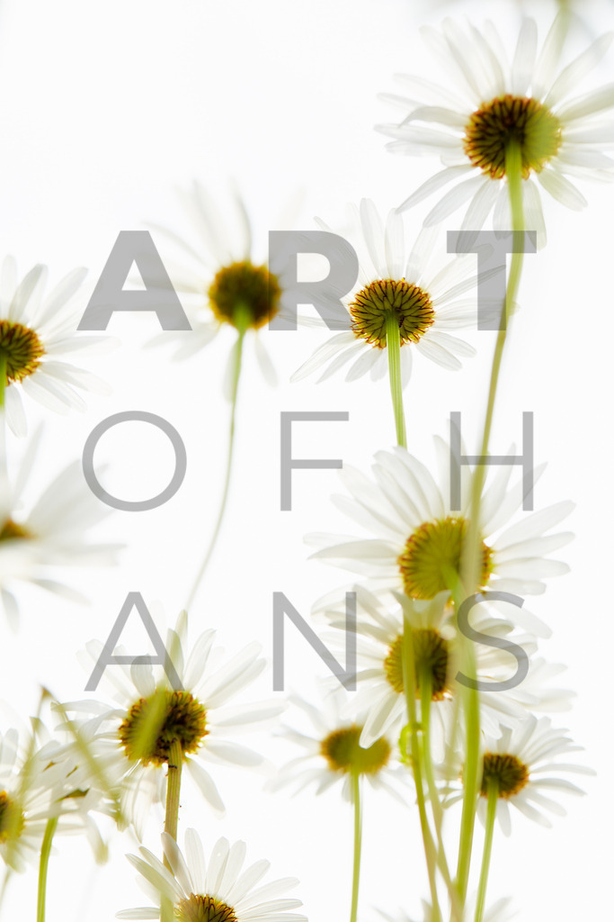 Ein Hans Fineart Original | Entdecke die Kunst von Hans Fineart - Fotografien für dein Zuhause. Verwandle deine Wände mit einzigartigen Kunstwerken und bringe die Schönheit der Welt in dein Leben. Bestelle jetzt und schaffe einen Ort der Inspiration und Eleganz.