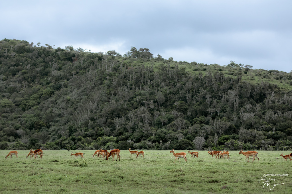 20231010-161420 SOUTHAFRIKA_-1 | Herzlich willkommen auf meiner Seite! Ich bin Elke Wallnisch, Deine Fotografin für lichtstarke Momente. Der Name steht für alles, was mich mit der Fotografie verbindet: Das Licht und seine machtvolle Wirkung auf eine Situation oder unsere Stimmung - Realisiert mit Pictrs.com