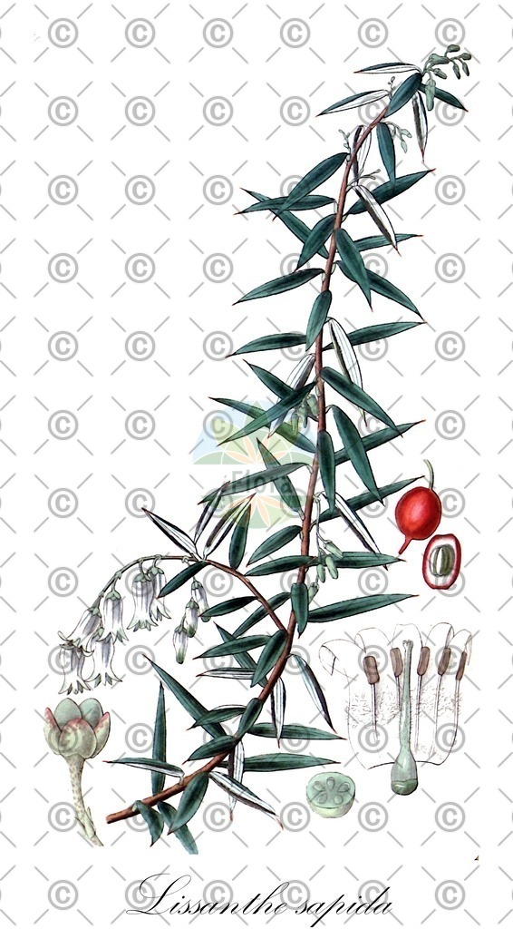 HistAbb_wfo-0000229673_1_ENZY_Simple | Historische Abbildung von Lissanthe sapida - Ericaceae | Historical Illustration of Lissanthe sapida - Ericaceae