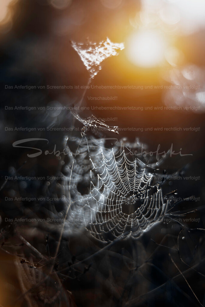 Spinnennetz im Zauberwald | People- und Tierfotografie, Imageaufnahmen, Veranstaltungsfotografie und Wandbilder aus der Natur ★ Made in Germany ✔️ Druck + Downloads ✔️ Naturfotografie in Top Qualität ★ schneller Versand, weltweite Lieferung! - Realisiert mit Pictrs.com