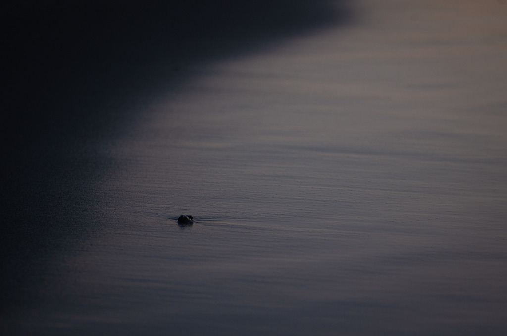 DSC_0556 | kaefersammler_roy - Realisiert mit Pictrs.com