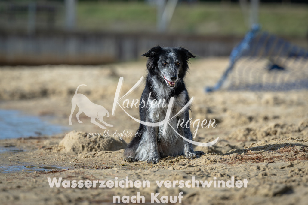 1444_ZZ91914 | kk-dogfotos
