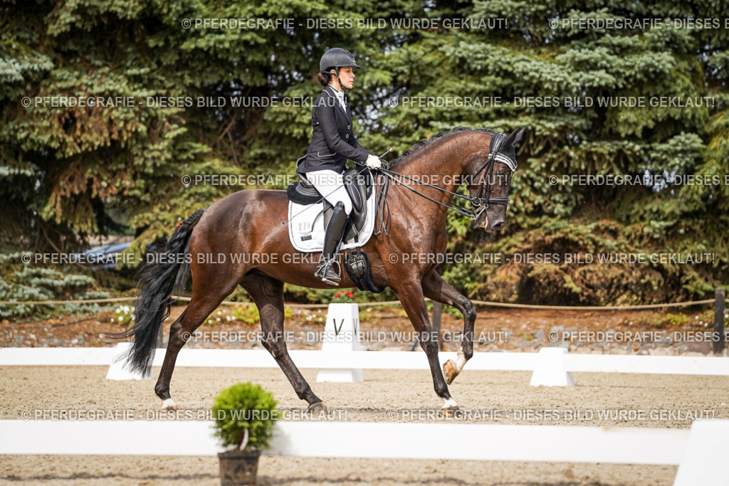 DSC06278 | Pferdegrafie