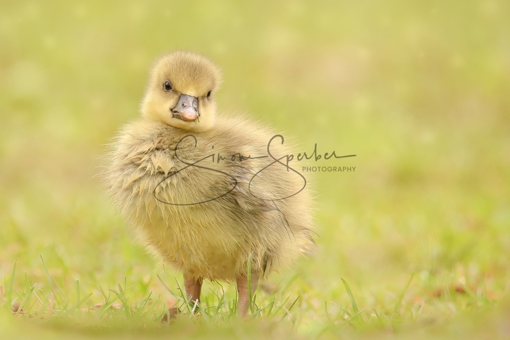 Graugansküken | Simone Sperber, svb-photography,Fotografin,Bilddesignerin,Naturfotografie,Macrofotografie,Tierfotografie,Wildtierfotografie,Ausstellungen,Auftragsfotografie,Kunst,Art,Photographer,Shootings,Bildberatbeitung,Galerie,Shop