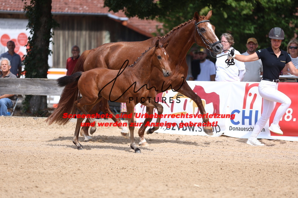 Fohlenschau_Schwäbisch_Hall_dressurbetonte_Fohlen_KN 6_5 | lmwpictures - Realisiert mit Pictrs.com