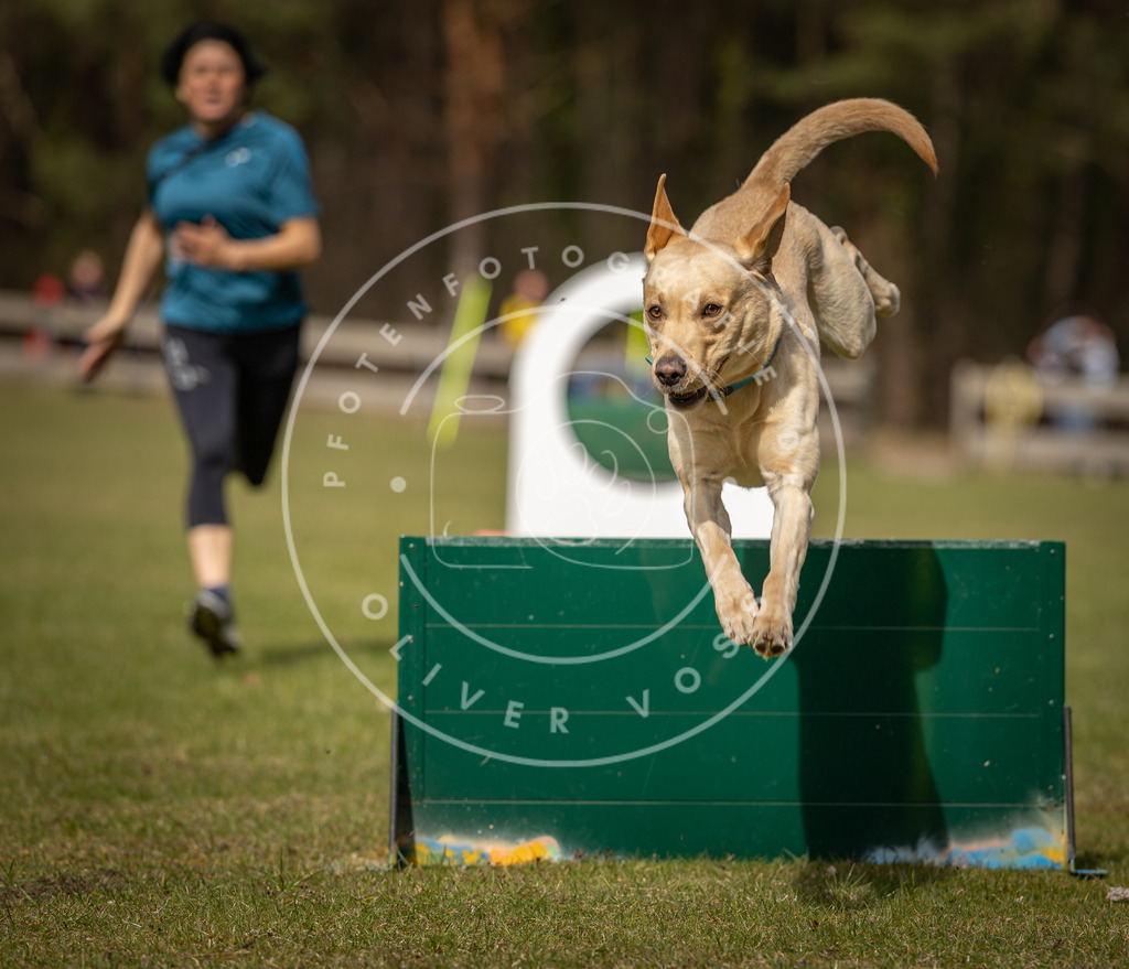 Pfotenfotografie_DV3A8408 | Hundefotografie, Tierfotograf, Pfotenfotografie, Fotoshooting Hund, Hunde Portrait, Hundesport, Hundeportraits, Heideshooting, Hunde, Sportfotograf, Hundefotograf, Turnierhundsport, THS,  - Realisiert mit Pictrs.com