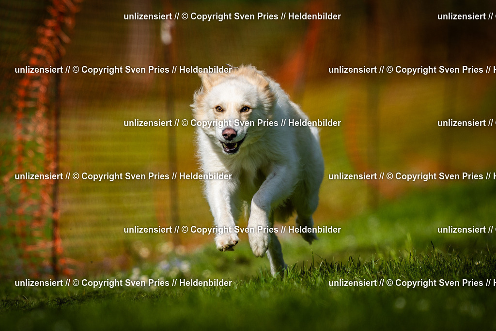 Sven Pries | 2025-04-13 - Hunderennen Baden-Baden - Realisiert mit Pictrs.com