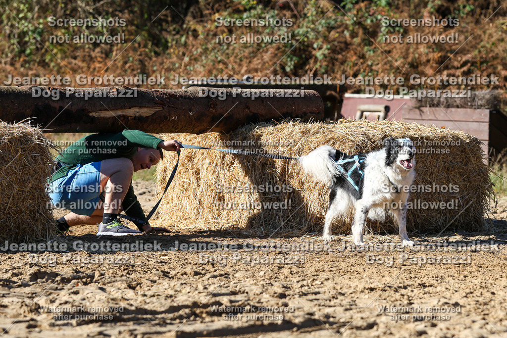Dog Paparazzi - Strongdog 10-25-2687 | Dog Paparazzi Jeanette Grottendiek Fotografie & Videografie - Realisiert mit Pictrs.com
