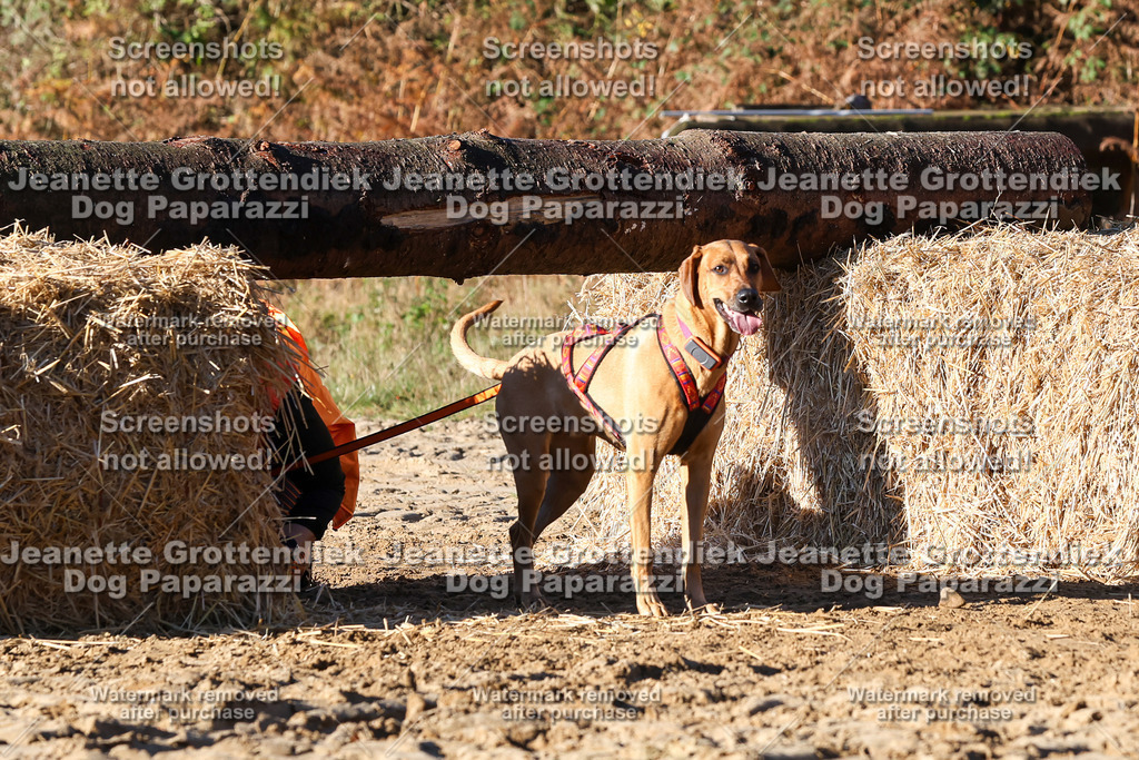 Dog Paparazzi - Strongdog 10-25-1505 | Dog Paparazzi Jeanette Grottendiek Fotografie & Videografie - Realisiert mit Pictrs.com