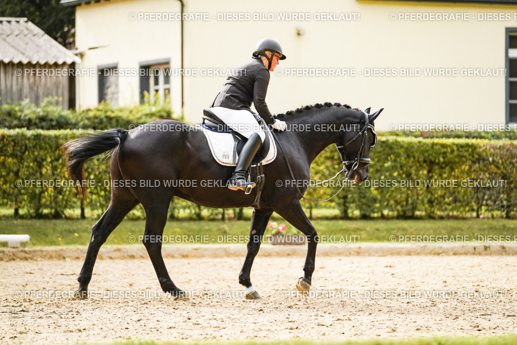 DSC01275 | Pferdegrafie