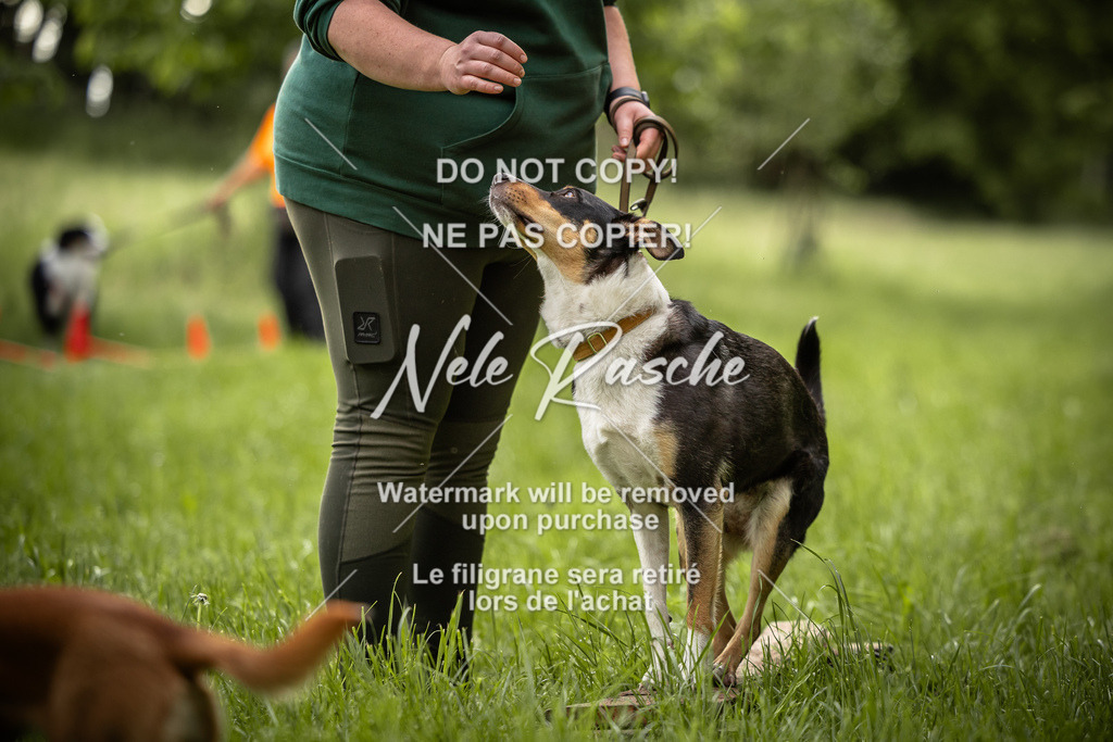 nelerasche_So-earlydog_84 | nelerasche