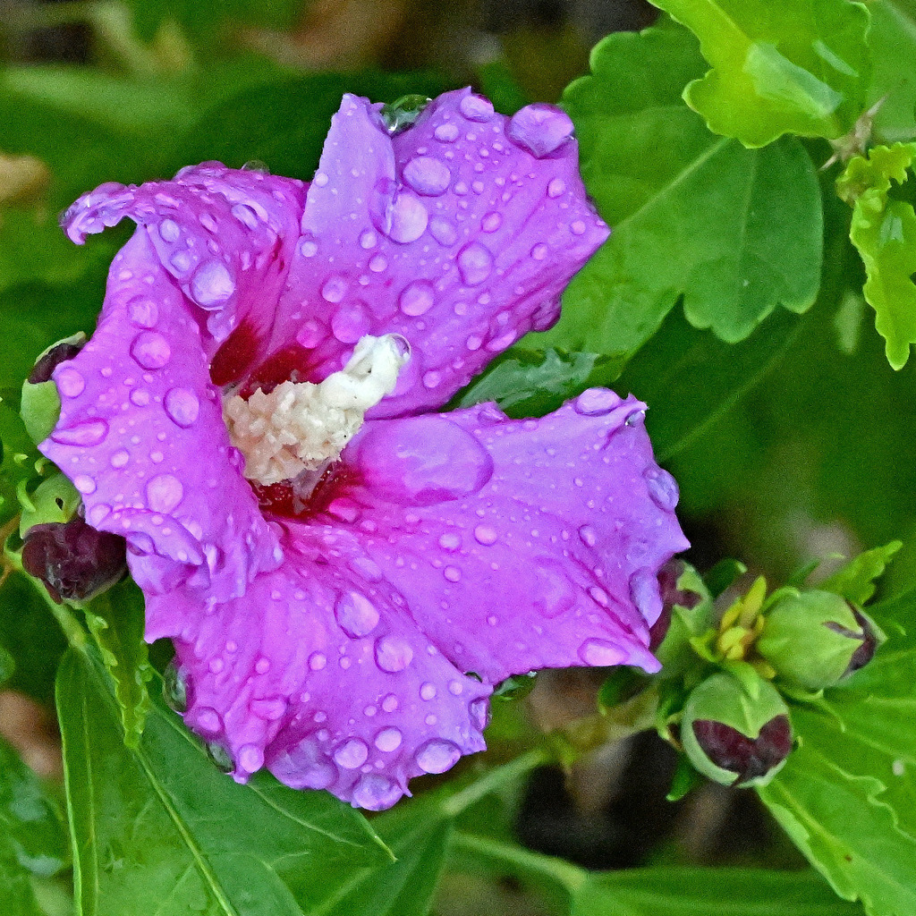 Hibiskus04q-260818 | greenwatching-with-luci - Realisiert mit Pictrs.com