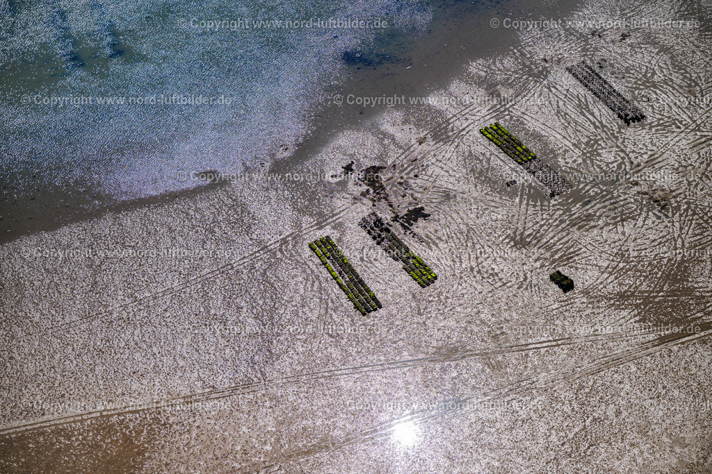 Sylt_List_Wattenmeer_Austernzucht_Dittmeyers_Austern_Companie_ELS_352830825 | LIST 13.08.2025 Wattenmeer der Nordsee- Küste mit Austern-Zucht-Bänken "Sylter Royal" in List im Bundesland Schleswig-Holstein, Deutschland. Weiterführende Informationen bei: Dittmeyer's Austern-Compagnie GmbH. // Wadden Sea of the North Sea coast with oyster breeding banks "Sylter Royal" in List in the federal state of Schleswig-Holstein, Germany. Further information at: Dittmeyer's Austern-Compagnie GmbH. Foto: Martin Elsen