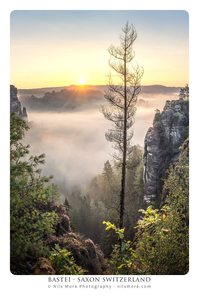 09_Bastei_Baum | Online shop for print and download versions of my photos: small format, poster, canvas, postcard or even photo cup. - Realisiert mit Pictrs.com