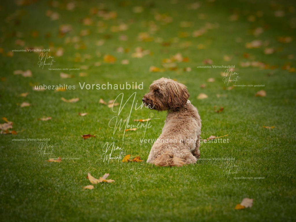 _16A0568-1 | Einzigartige Fotos von Hunden & Menschen –Actionfotos, Portraits, Vereinsaufnahmen & Paarshootings – authentisch, lebendig & mit Herz.