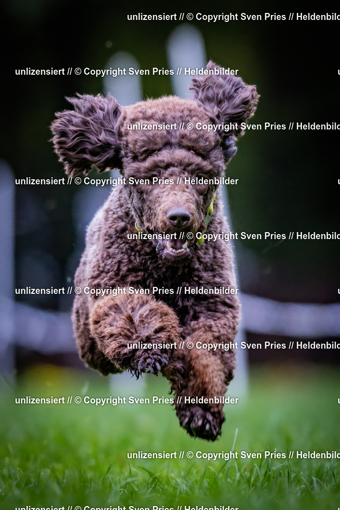 Sven Pries | 2024-10-19 - Hunderennen Ober-Grombach - Realisiert mit Pictrs.com