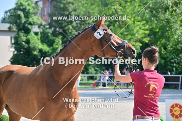 02_Chaccodella von Chaccodello - Zapateado_878_3317 | Björn Schroeder Pferdefotografie