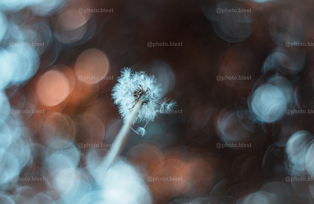 IMGC1795 | photobiest - Realisiert mit Pictrs.com