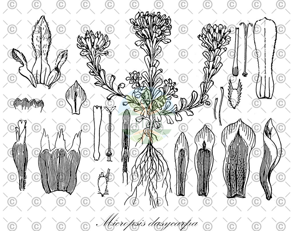HistAbb_wfo-0000040346_1_ENZY_Simple | Historische Abbildung von Micropsis dasycarpa - Asteraceae | Historical Illustration of Micropsis dasycarpa - Asteraceae