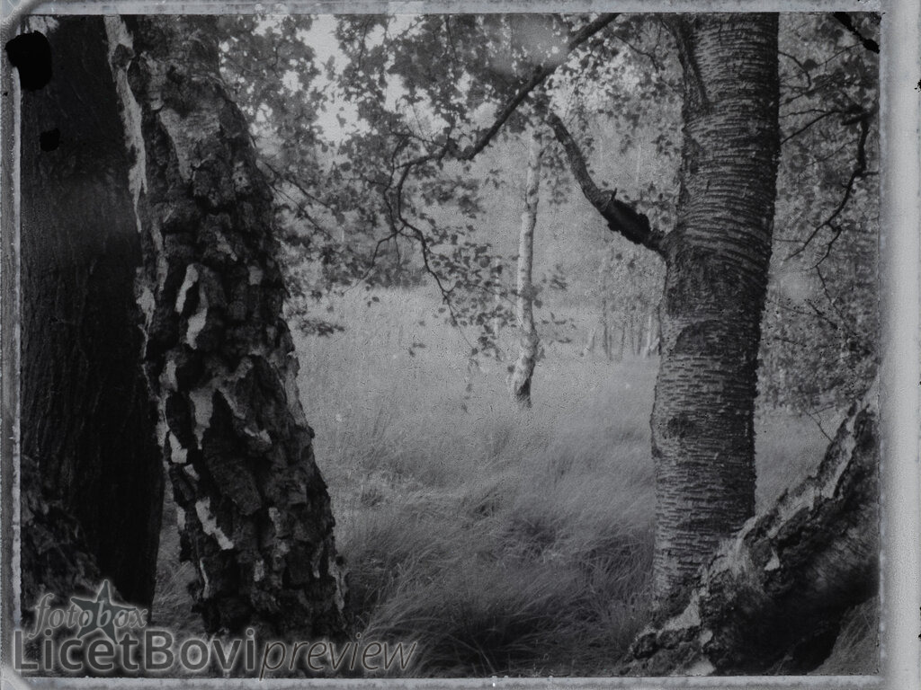 Heidkoppelmoor | Scan von Sofortbild-Negativ (Fuji FP-3000B, 2013) - Realisiert mit Pictrs.com