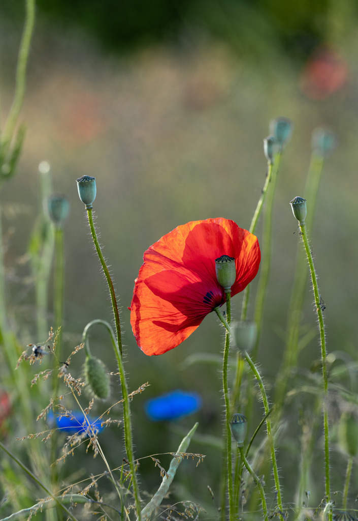 Mohn mit Sonnenlicht | Mitten im Getreidefeld - Realisiert mit Pictrs.com