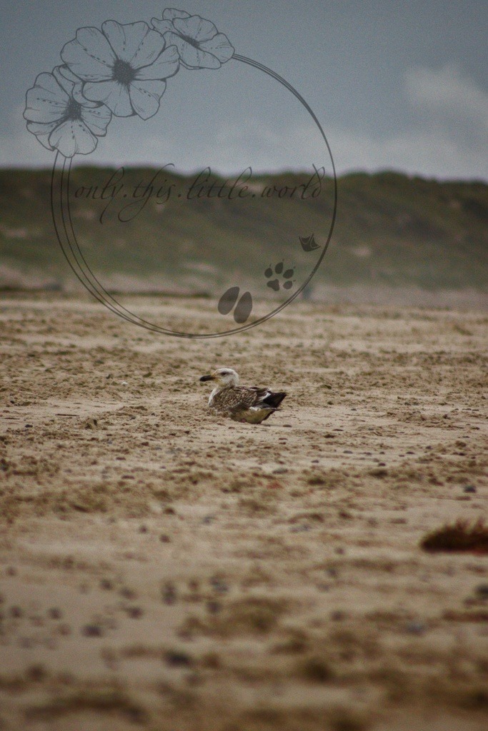 IMG_8619-02 | only.this.little.world - Realisiert mit Pictrs.com