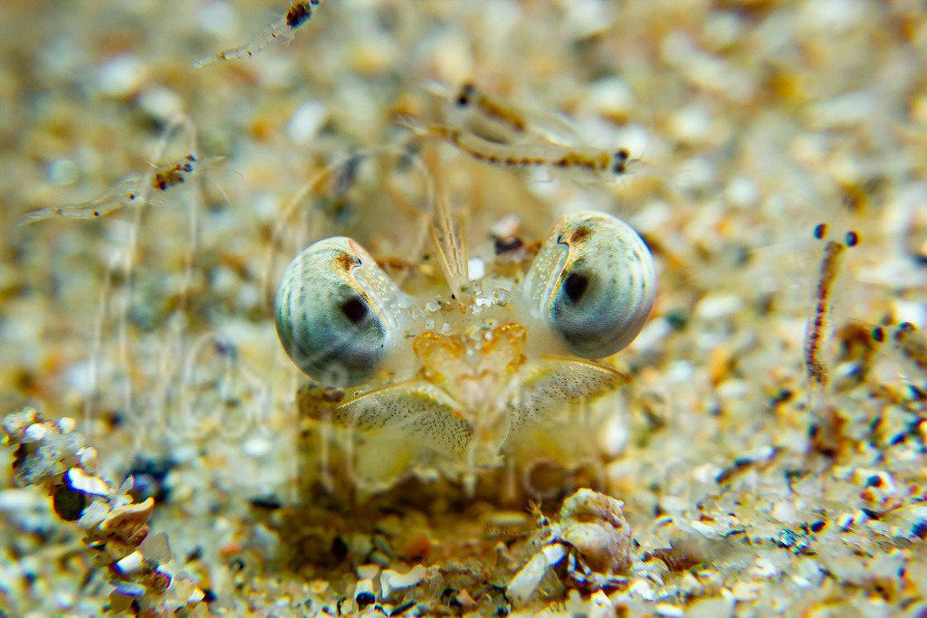Penaeus kerathurus | Furcchengarnele - Realisiert mit Pictrs.com
