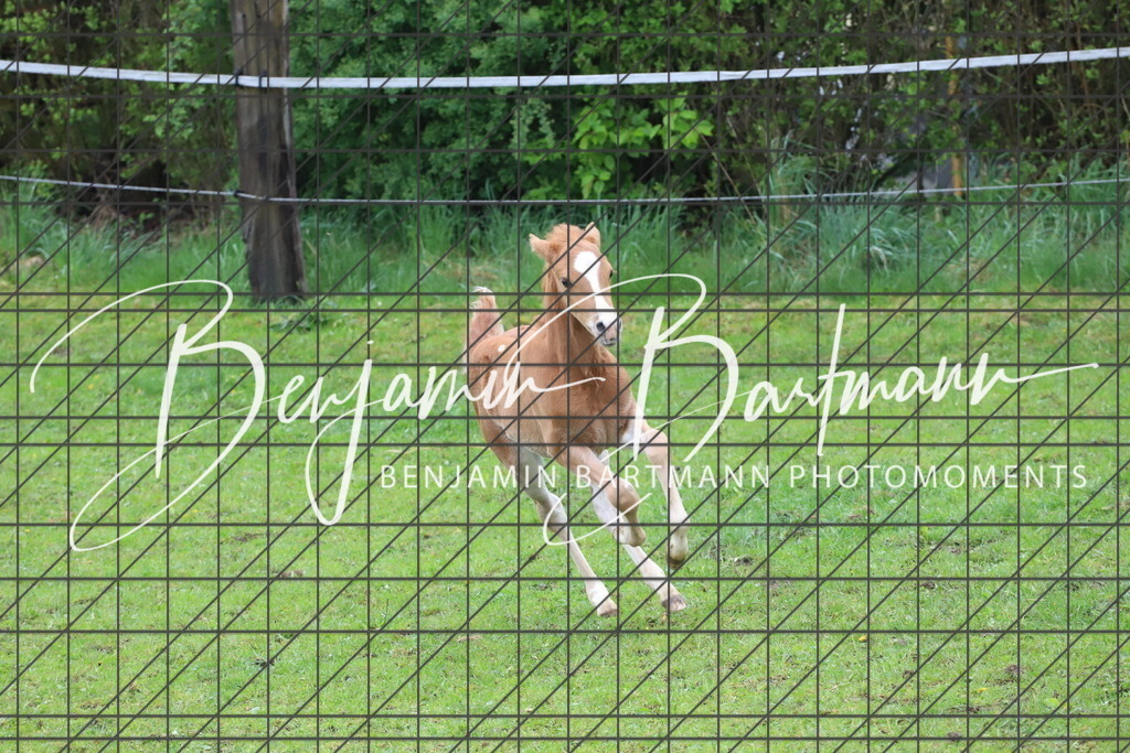 IMG_4313 | Benjamin Bartmann Photomoments